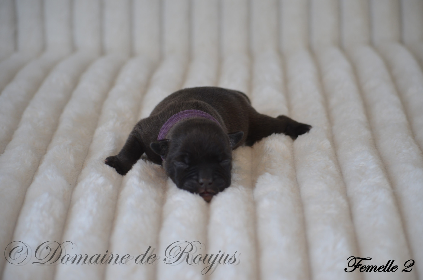 Du Domaine De Roujus - Chiots disponibles - Staffordshire Bull Terrier