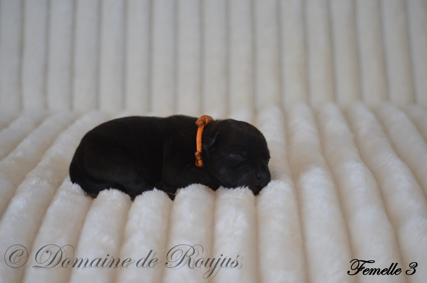 Du Domaine De Roujus - Chiots disponibles - Staffordshire Bull Terrier