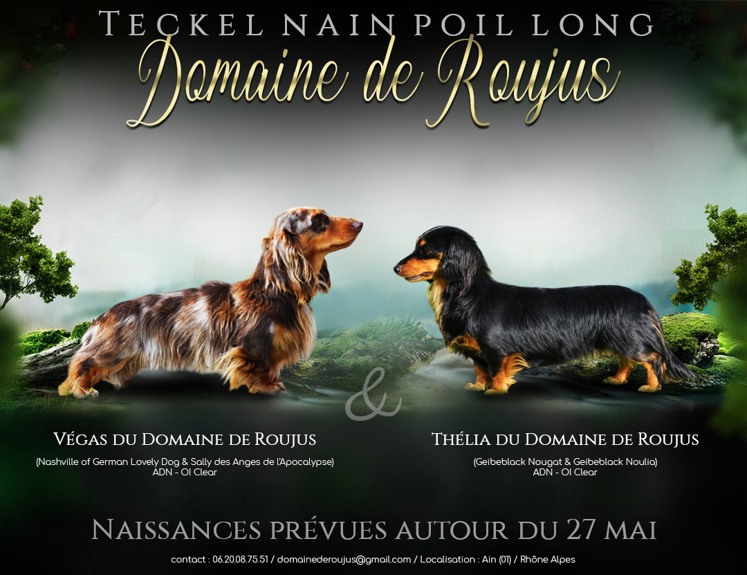 Chiot Teckel poil long Du Domaine De Roujus