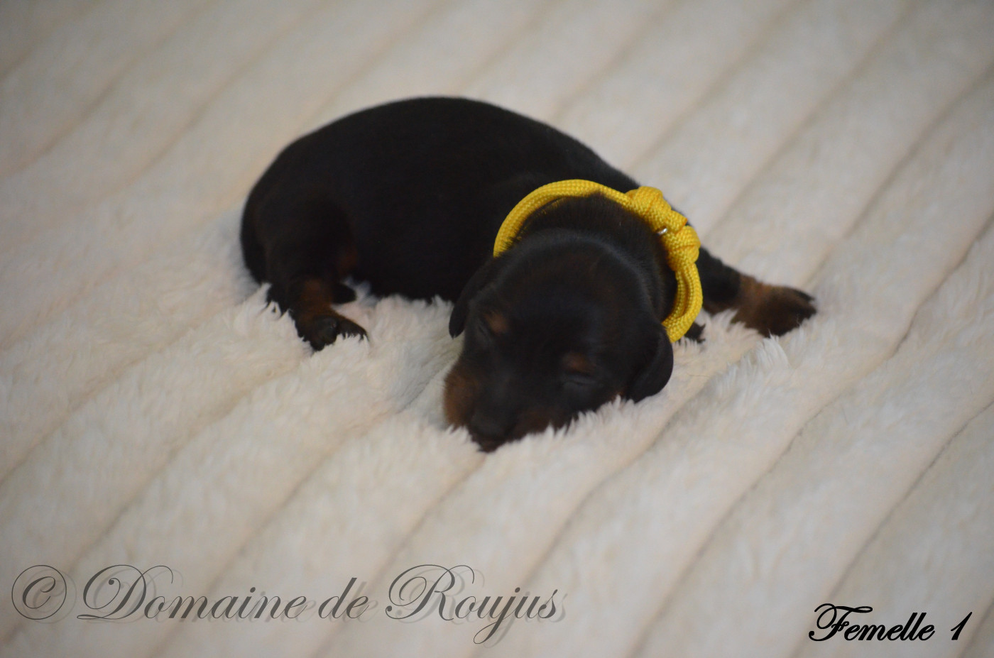 Du Domaine De Roujus - Chiots disponibles - Teckel poil long