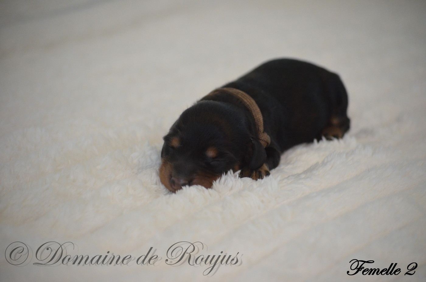 Du Domaine De Roujus - Chiots disponibles - Teckel poil long