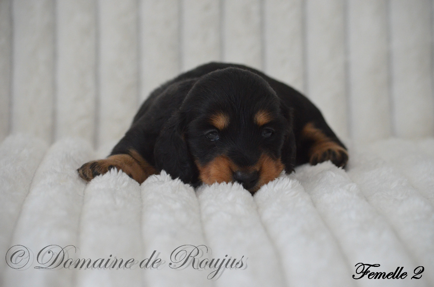 Du Domaine De Roujus - Chiots disponibles - Teckel poil long