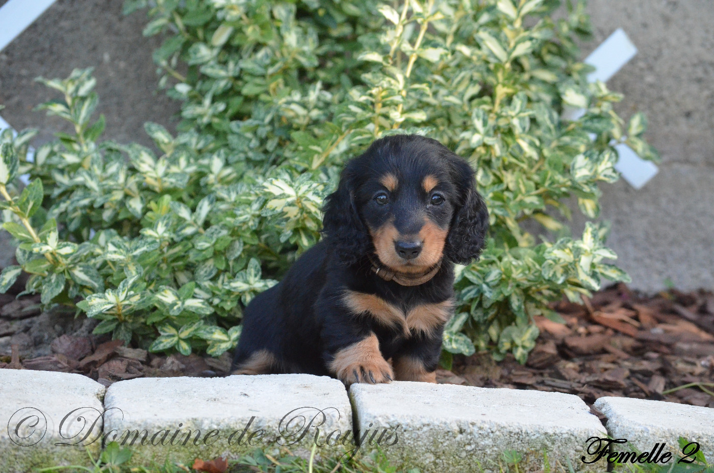 Du Domaine De Roujus - Chiots disponibles - Teckel poil long