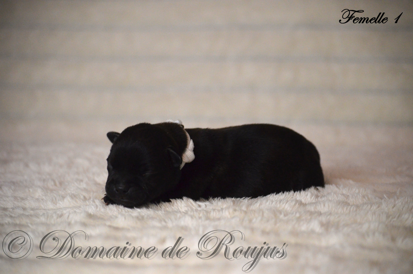 Du Domaine De Roujus - Chiots disponibles - Staffordshire Bull Terrier