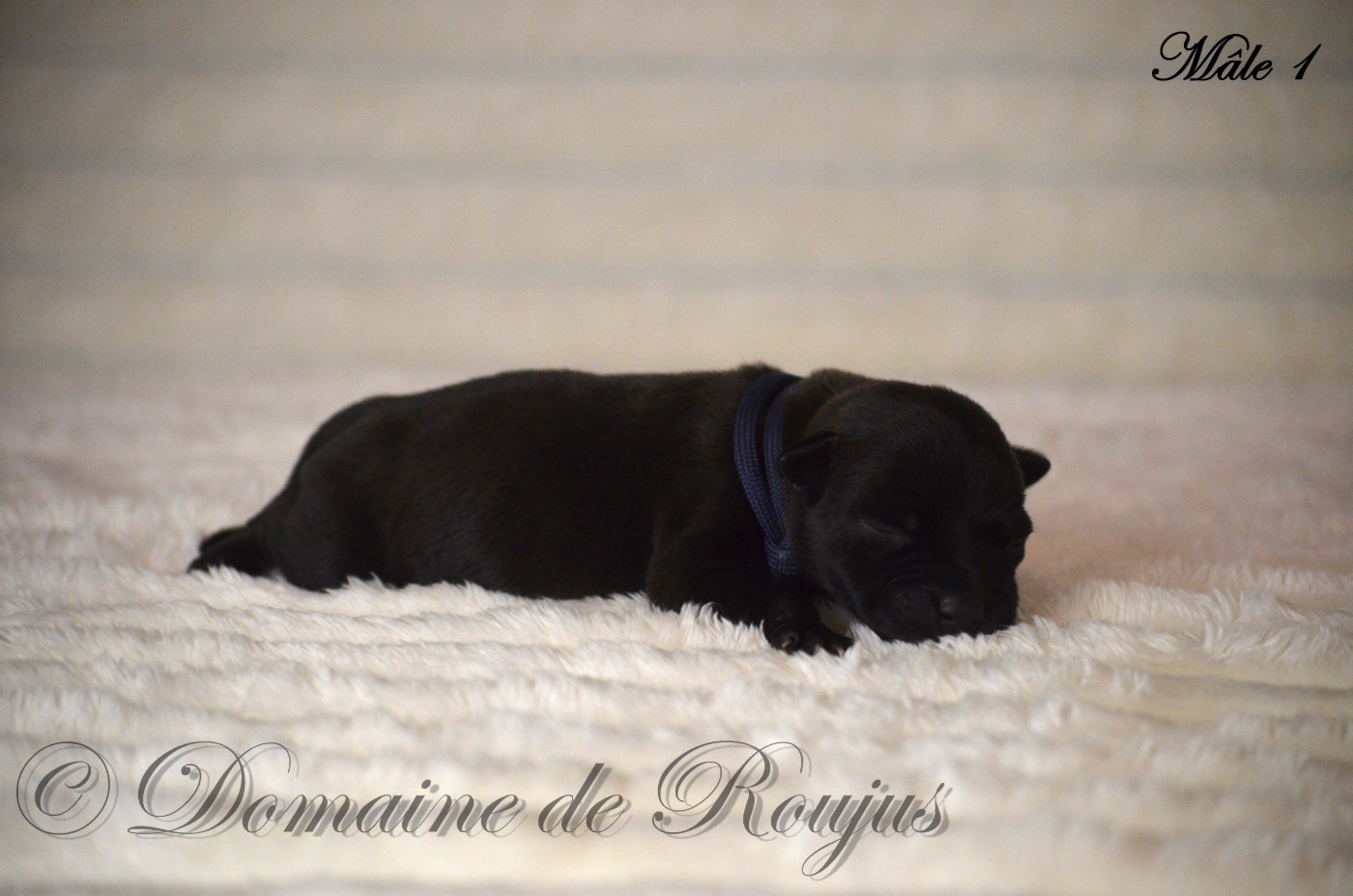 Du Domaine De Roujus - Chiots disponibles - Staffordshire Bull Terrier