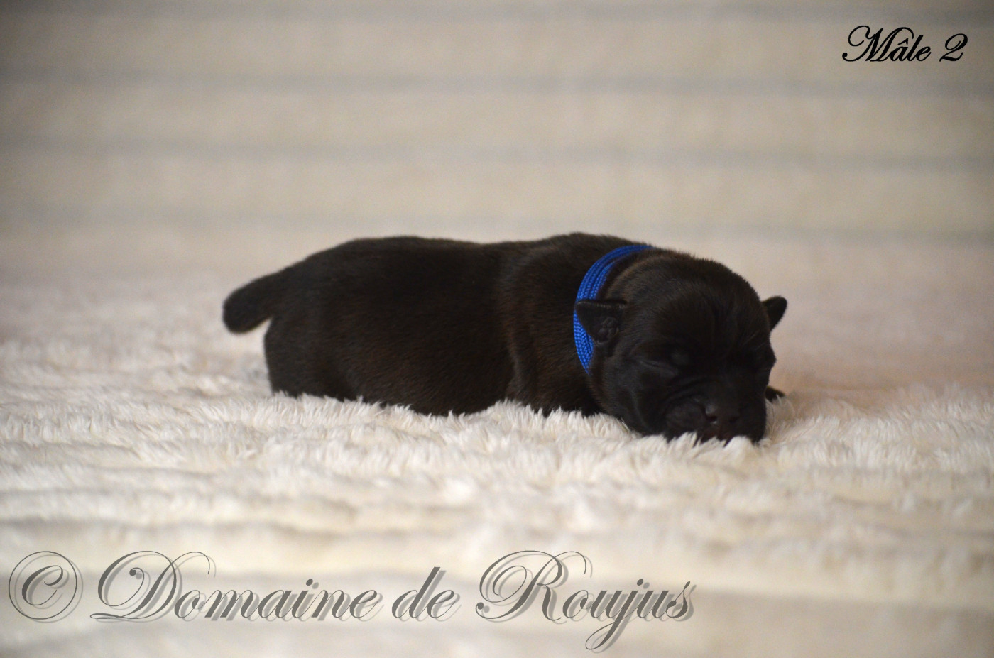 Du Domaine De Roujus - Chiots disponibles - Staffordshire Bull Terrier