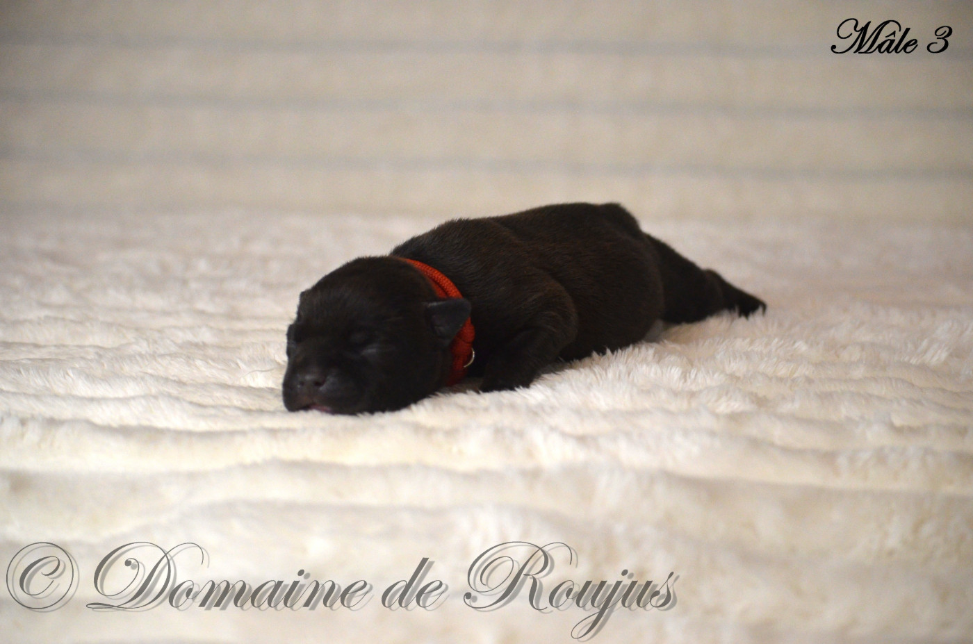 Du Domaine De Roujus - Chiots disponibles - Staffordshire Bull Terrier