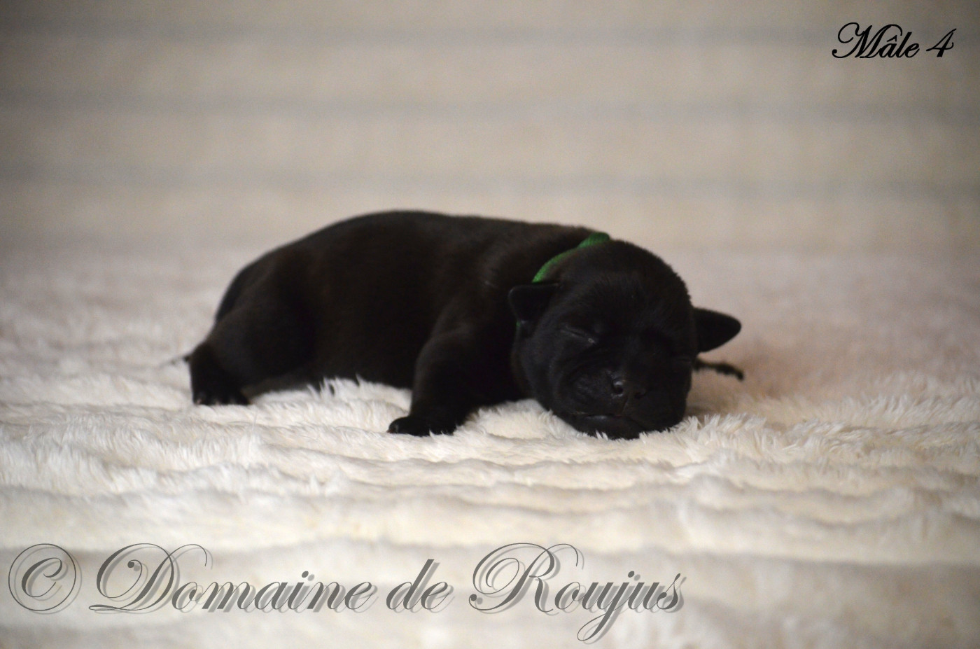 Du Domaine De Roujus - Chiots disponibles - Staffordshire Bull Terrier