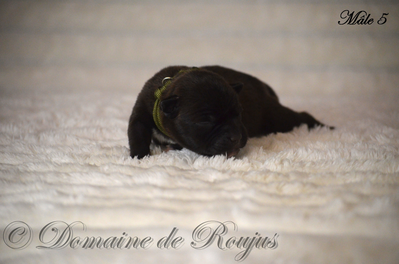 Du Domaine De Roujus - Chiots disponibles - Staffordshire Bull Terrier