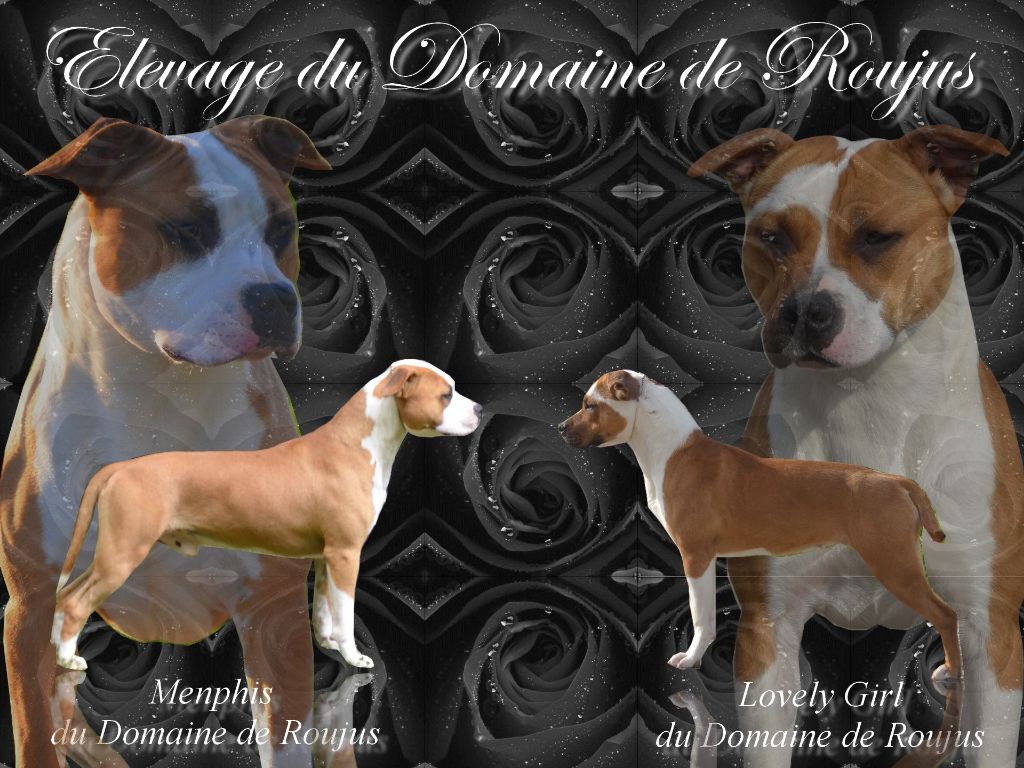 Du Domaine De Roujus - American Staffordshire Terrier - Portée née le 31/10/2017