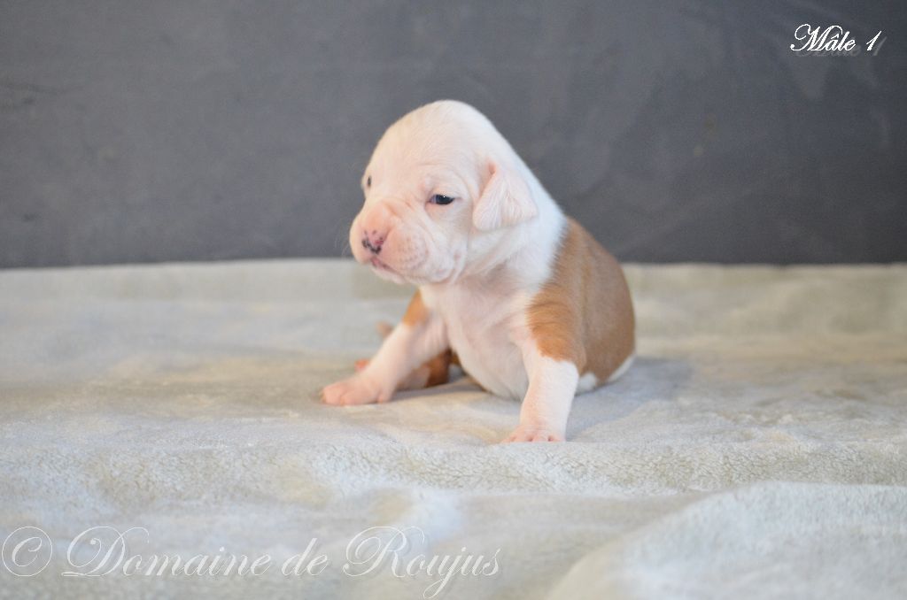 Du Domaine De Roujus - American Staffordshire Terrier - Portée née le 20/03/2019