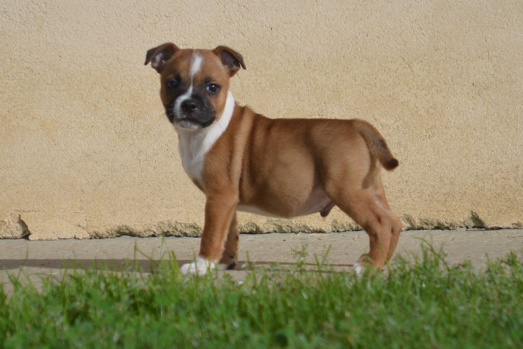 Du Domaine De Roujus - Staffordshire Bull Terrier - Portée née le 11/08/2023