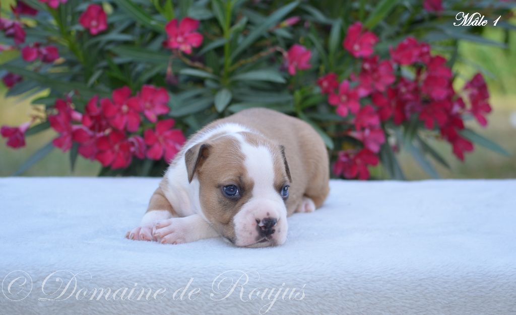 Du Domaine De Roujus - American Staffordshire Terrier - Portée née le 04/07/2019