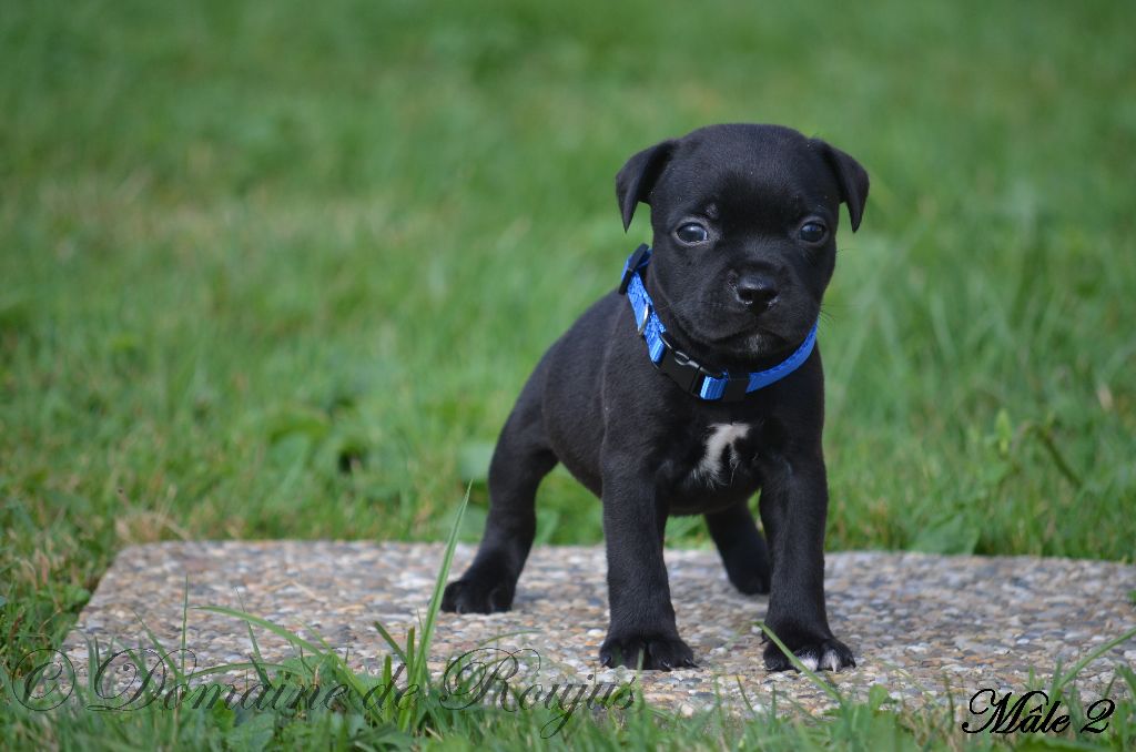 Du Domaine De Roujus - Staffordshire Bull Terrier - Portée née le 04/07/2024