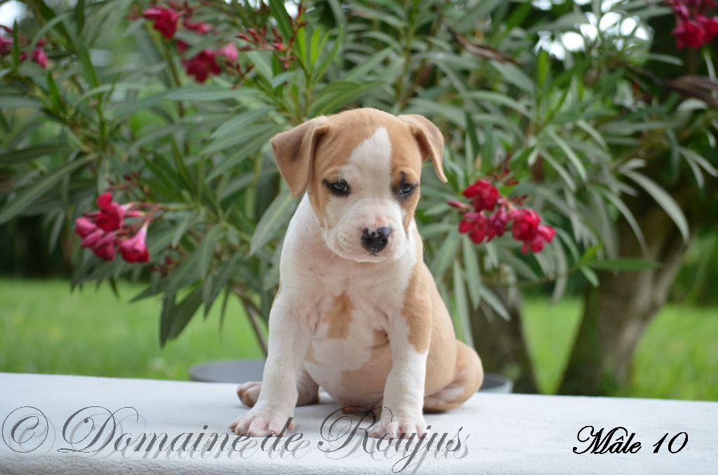 Du Domaine De Roujus - American Staffordshire Terrier - Portée née le 06/05/2021
