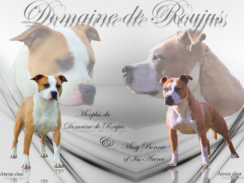 Du Domaine De Roujus - American Staffordshire Terrier - Portée née le 12/10/2018
