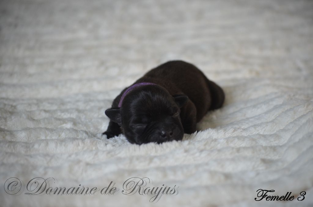 CHIOT 5