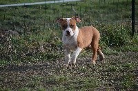 CHIOT