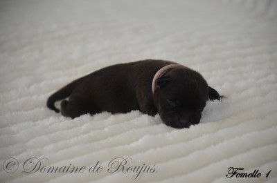 Chiot N°5