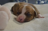 CHIOT