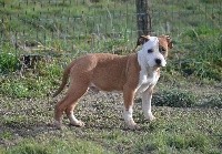 CHIOT