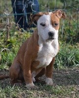 CHIOT