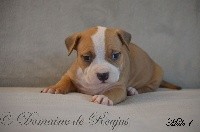 CHIOT