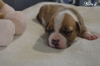 CHIOT