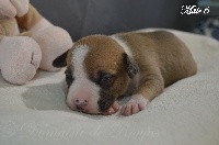 CHIOT