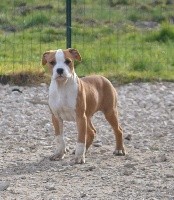 CHIOT