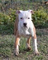 CHIOT