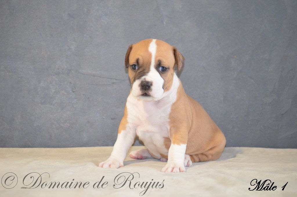 Du Domaine De Roujus - American Staffordshire Terrier - Portée née le 28/12/2021