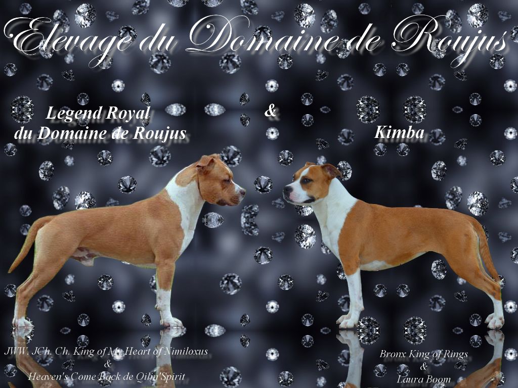 Du Domaine De Roujus - American Staffordshire Terrier - Portée née le 27/07/2017