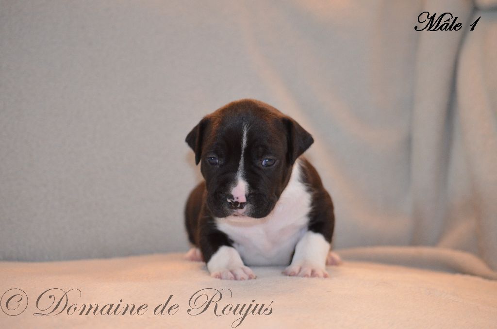 Du Domaine De Roujus - American Staffordshire Terrier - Portée née le 11/09/2020