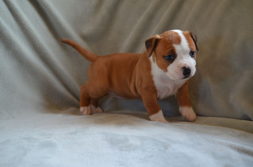 Du Domaine De Roujus - American Staffordshire Terrier - Portée née le 12/12/2019