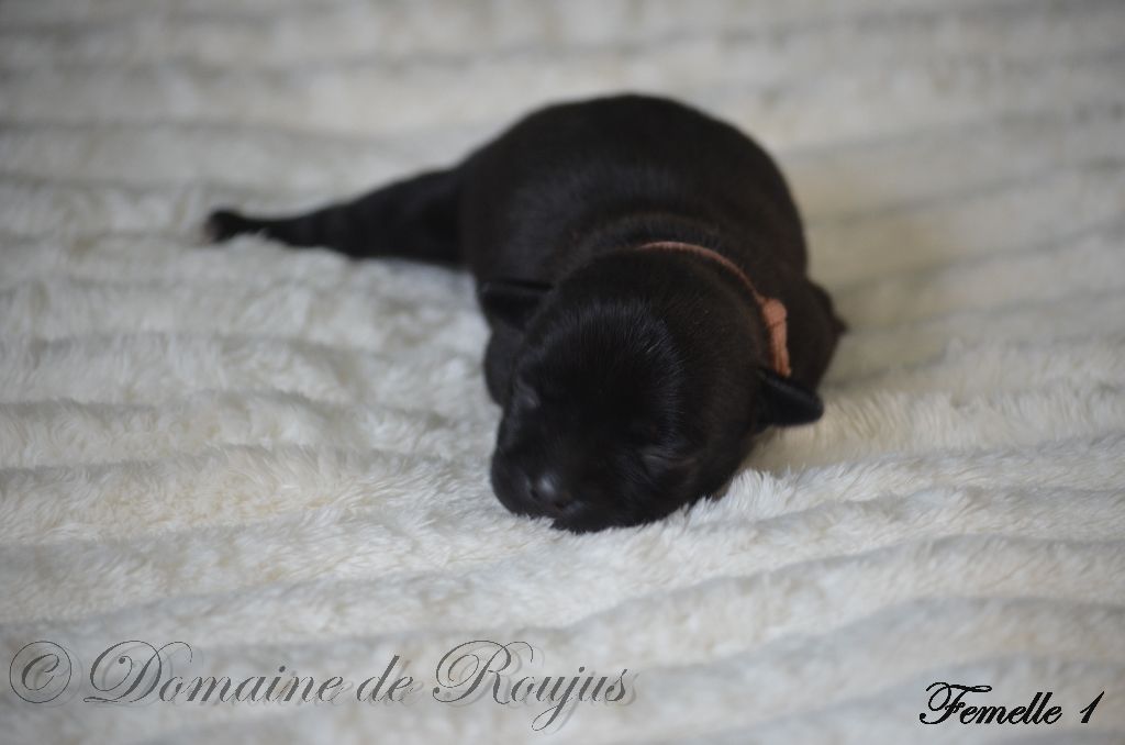 Du Domaine De Roujus - Chiots disponibles - Staffordshire Bull Terrier