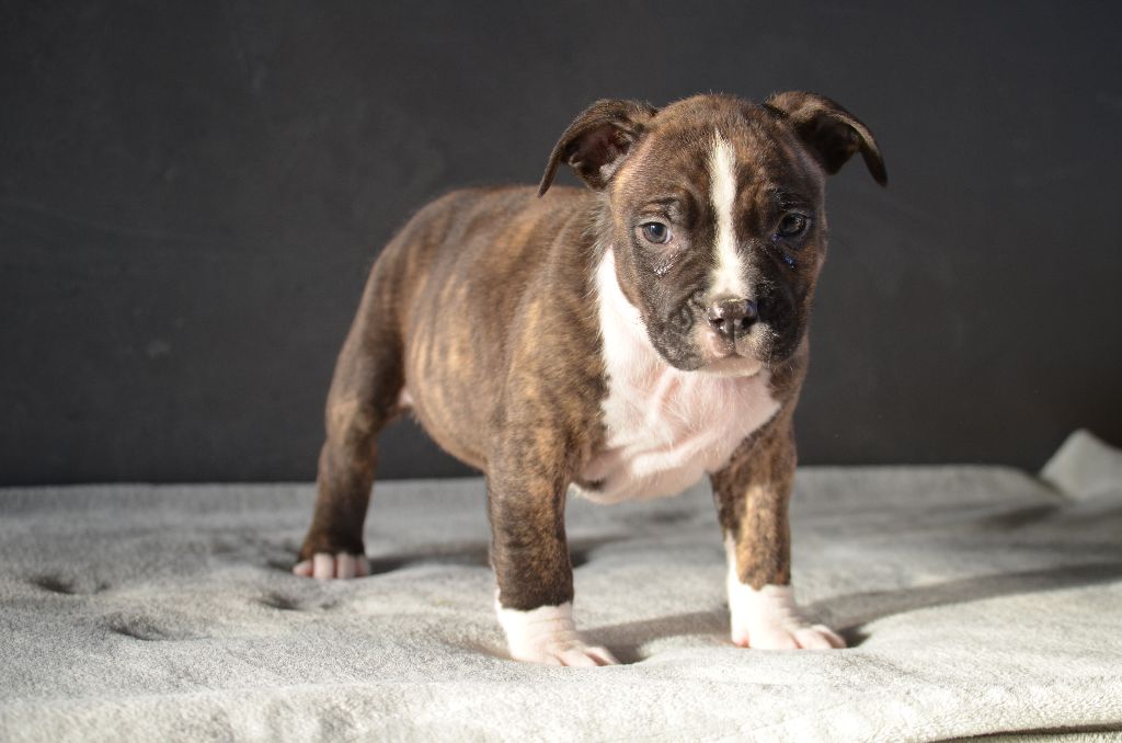 Du Domaine De Roujus - American Staffordshire Terrier - Portée née le 17/02/2020