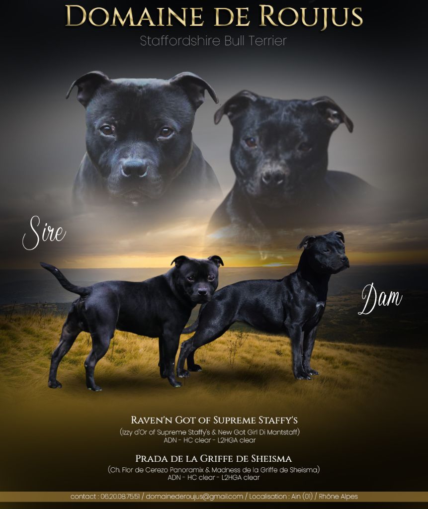 Du Domaine De Roujus - Staffordshire Bull Terrier - Portée née le 04/09/2025
