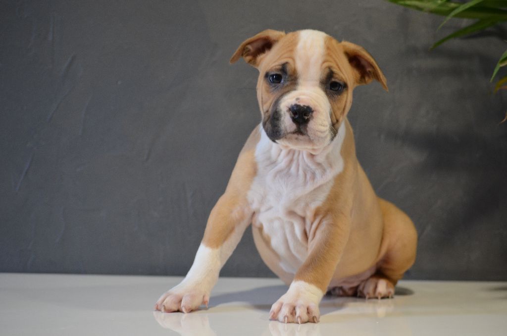 Du Domaine De Roujus - American Staffordshire Terrier - Portée née le 02/11/2020