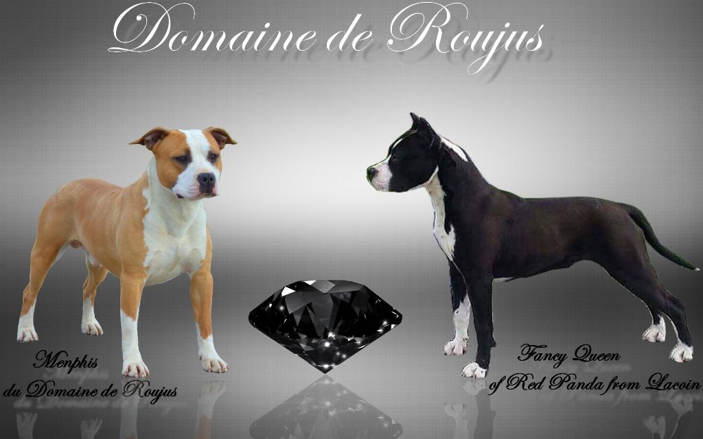 Du Domaine De Roujus - American Staffordshire Terrier - Portée née le 12/10/2018