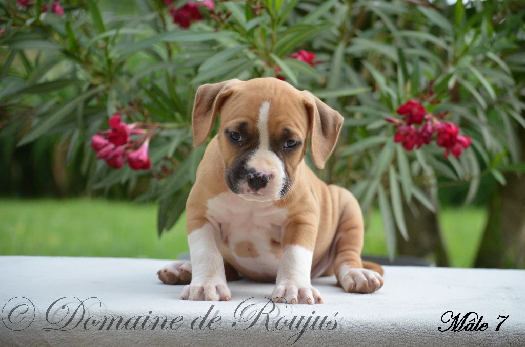 Du Domaine De Roujus - American Staffordshire Terrier - Portée née le 06/05/2021