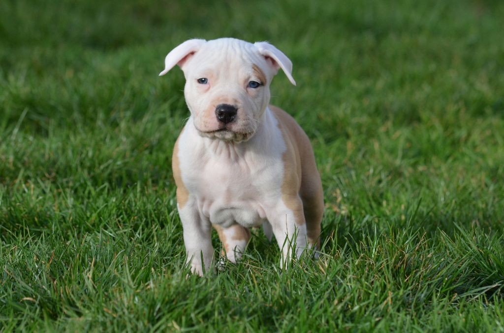 Du Domaine De Roujus - American Staffordshire Terrier - Portée née le 11/01/2021
