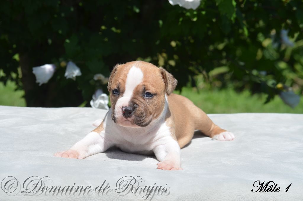 Du Domaine De Roujus - American Staffordshire Terrier - Portée née le 18/06/2022